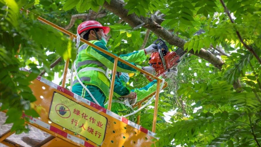 平安大道东半部绿化工程