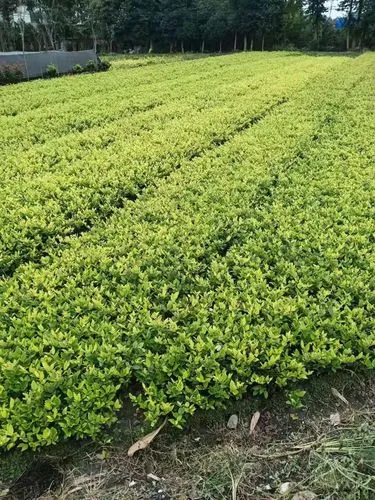 城市绿化管理亟待完善，居民抱怨缺乏绿色空间