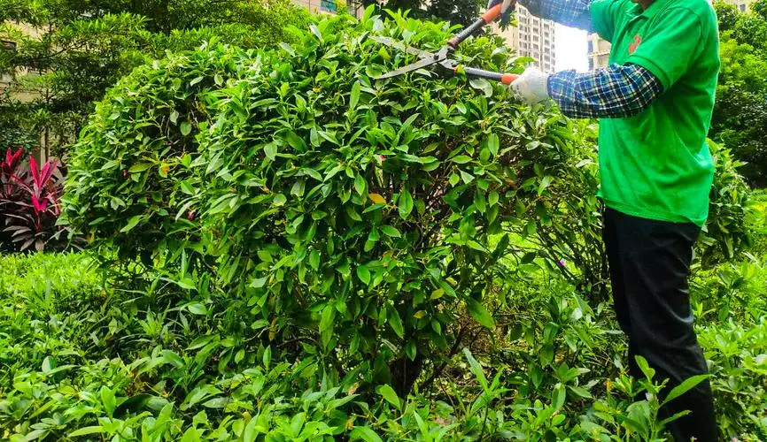 南昌推进节约型园林绿化建设