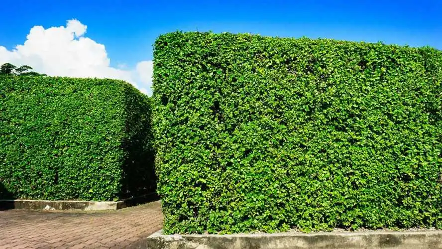 园林绿化工程中的湿地和水生植物配置技巧